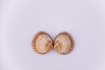Composition of exotic sea shells and on a white background, top view. sea shells isolated on a white background. Flat lay, Seashells on a white background, A place for copying and writing.