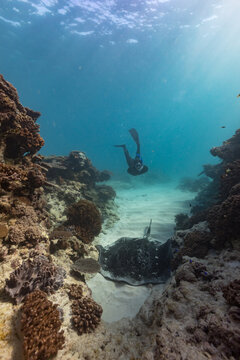 Diver swimming towards sting ray