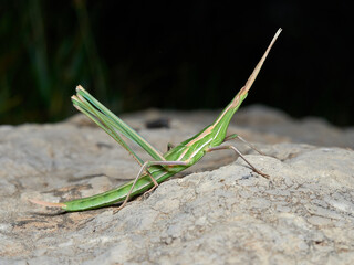 Splendid Cone-headed Grasshopper. Truxalis nasuta