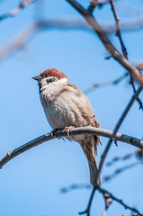 Tree Sparrow (Passer montanus) in park, Central Russia