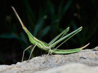 Splendid Cone-headed Grasshopper. Truxalis nasuta