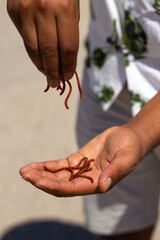 Hands of a black man catches worms to fish