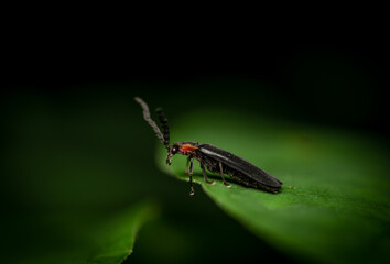 Lightning Bug on a Leaf