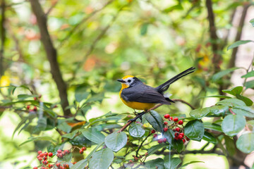 myiborus ornatus, guasca , cundinamarca colombia 