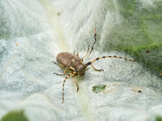 Longhorn Beetle. Agapanthia annularis