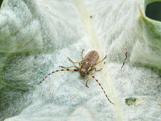 Longhorn Beetle. Agapanthia annularis