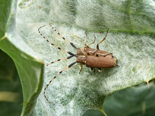 Longhorn Beetle. Agapanthia annularis