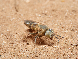 Sand Wasps. Family Crabronidae