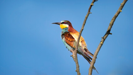 bird, natur, wild lebende tiere, bienenfresser, tier, bees, bunt, eater,