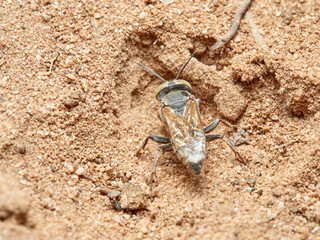 Sand Wasps. Family Crabronidae