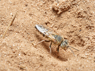 Sand Wasps. Family Crabronidae