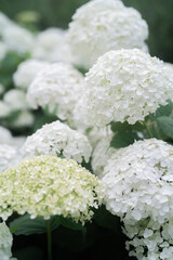 Beautiful White Hydrangea flower in the city in Ontario Canada 