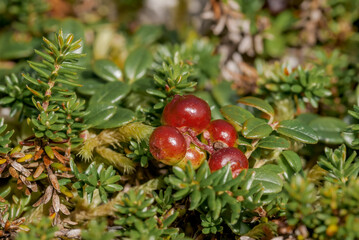 Lingonberry (Vaccinium vitis-idaea) in tundra at Chowiet Island, Semidi Islands, Alaska, USA