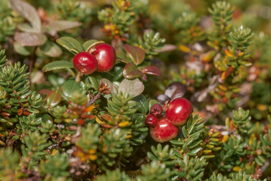 Lingonberry (Vaccinium vitis-idaea) in tundra at Chowiet Island, Semidi Islands, Alaska, USA