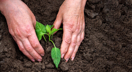 farmer's hands planting a pepper seedling in the vegetable garden