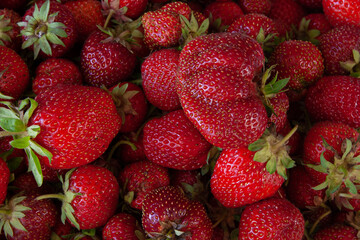 Harvest of ripe strawberries