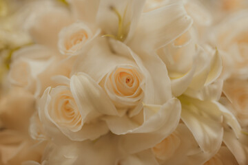 close up of a white rose