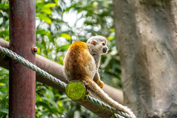 squirrel monkey