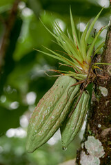 Cacao Tree (Theobroma cacao) on plantation, Nicaragua