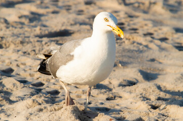 Bird with Yellow Beak