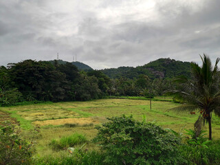 Picturesque paddy field and seen mountain at the distance