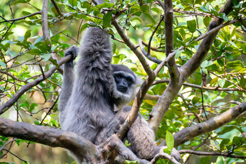 Javan gibbon with baby in tree. gibbon eating banana