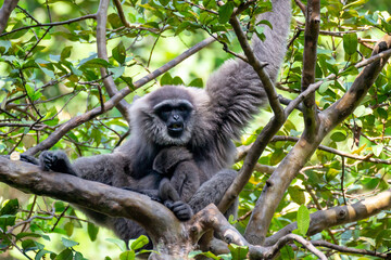 Javan gibbon with baby in tree. gibbon eating banana