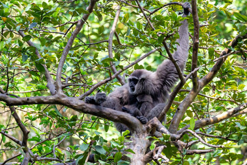 Javan gibbon with baby in tree. gibbon eating banana
