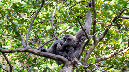 Javan gibbon with baby in tree. gibbon eating banana