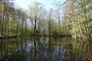 Fototapeta na wymiar Grüner Teich bei Darmstadt