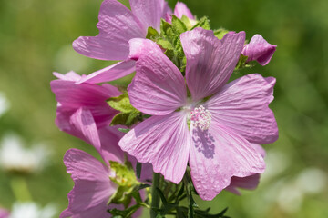 Meadow with pink vervain mallow, photographed in Gunnersbury, Chiswick, west London, UK. 