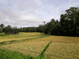 Obraz premium Wide area Picturesque paddy field