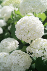 Beautiful Hydrangea flower in the city in Ontario Canada 