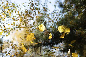 autumn leaves on the tree