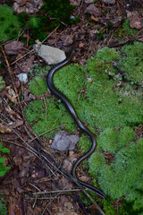 A black snake crawls on green moss in the park and wriggles