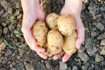 Farmers holding potatoes in hands on farm at sunset. Woman hands holding freshly harvest. Healthy organic food, vegetables, agriculture, close up