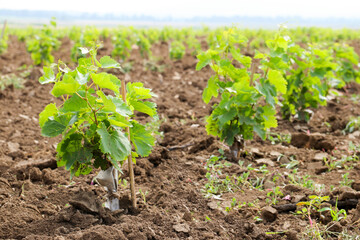 Growing grape seedlings for wine production near the winery. Beautiful view of young vineyards on the vineyard