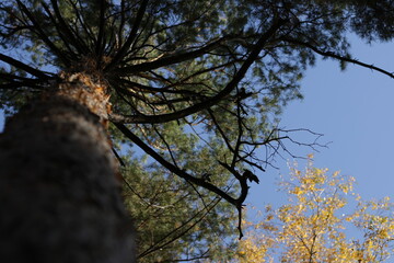 trees in the forest