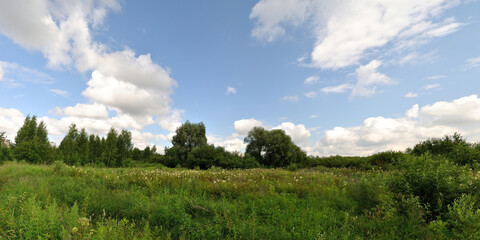 Obraz premium A summer walk through the forest, a beautiful panorama. 