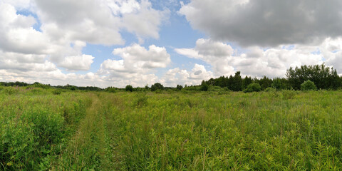 A summer walk through the forest, a beautiful panorama.
