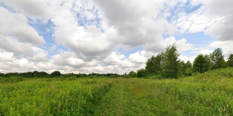 Obraz premium A summer walk through the forest, a beautiful panorama. 