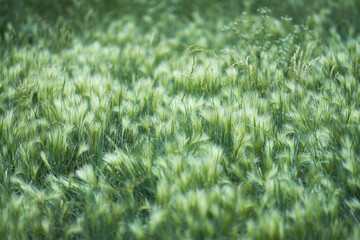 A green and silver carpet made of maned barley. Natural background. Selective focus.
