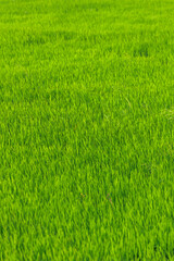 Closeup of green rice field background against the wind
