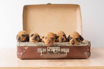 traveling with small dogs, puppies