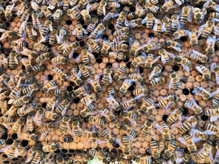 bees covering frame of brood