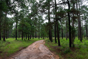 Fototapeta premium Path in the woods