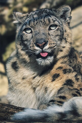 portrait of a  snow leopard