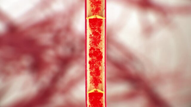 Leg vein anatomy, venous valve function, blood flow, erythrocytes, human anatomy, 3d illustration