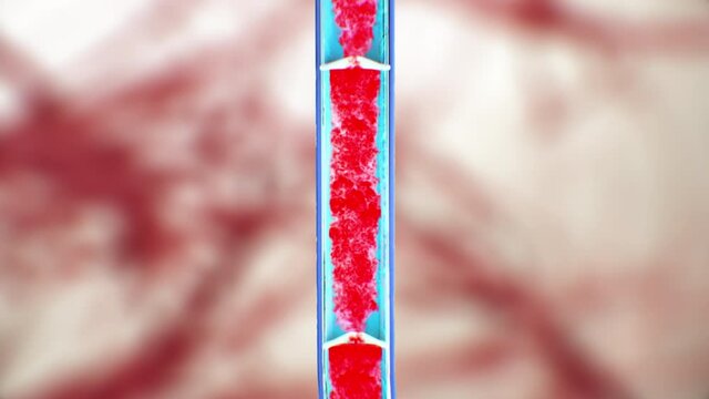 Leg vein anatomy, venous valve function, blood flow, erythrocytes, human anatomy, 3d illustration