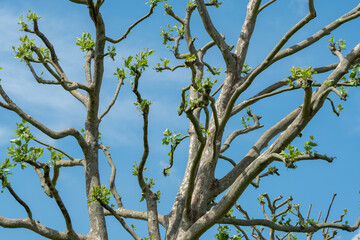 Pruned common lime tree, also known as the common linden or tilia × europae. Photographed against a clear blue sky in Northolt in north west London.